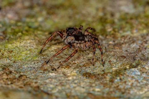 Small Jumping spider Stock Photos