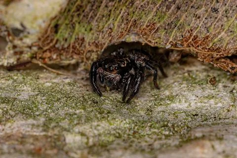 Small jumping spider Stock Photos