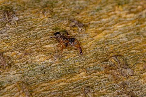 Small Jumping Spider Stock Photos
