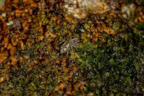 Small jumping spider Stock Photos