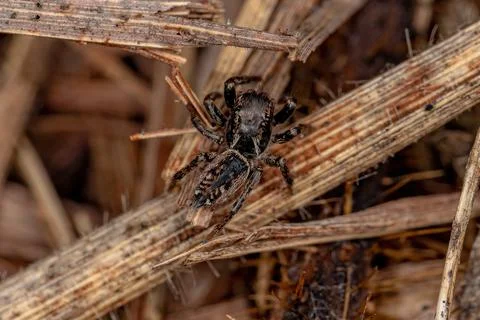 Small Jumping Spider Stock Photos