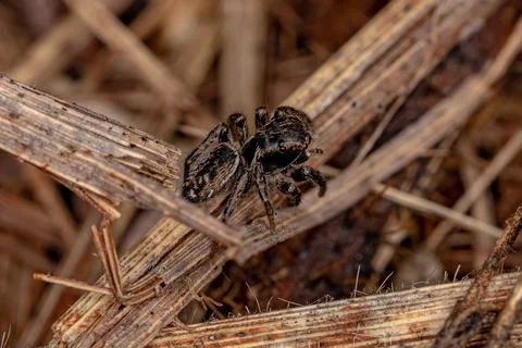 Small Jumping Spider Stock Photos