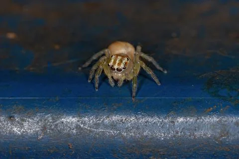 Small Jumping Spider Stock Photos