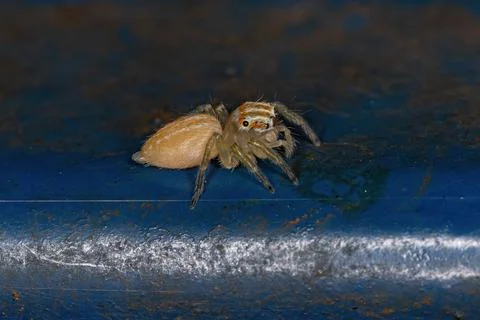 Small Jumping Spider Stock Photos
