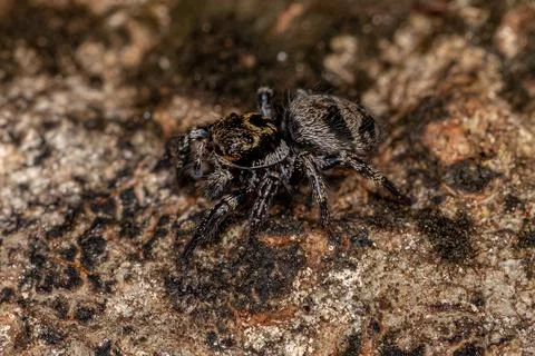 Small jumping spider Stock Photos