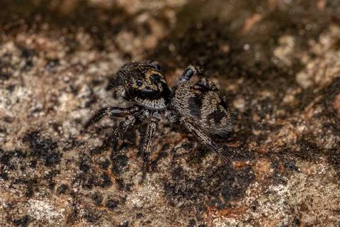 Small jumping spider Stock Photos