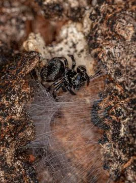 Small jumping spider Stock Photos