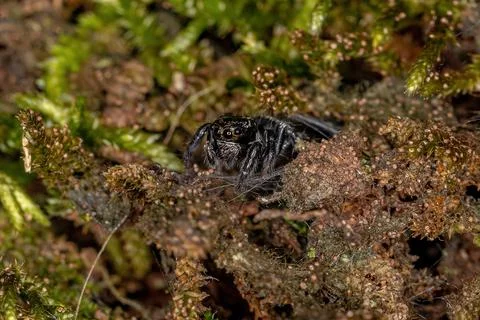 Small jumping spider Stock Photos