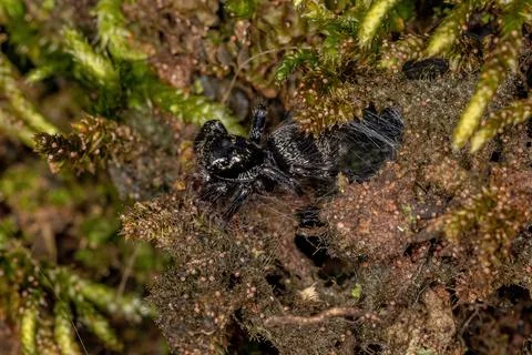 Small jumping spider Stock Photos