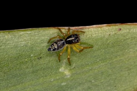 Small Jumping Spider Stock Photos