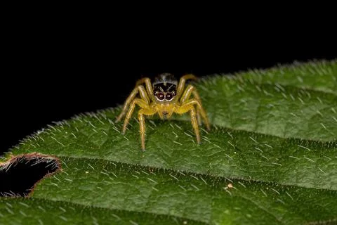 Small Jumping Spider Stock Photos