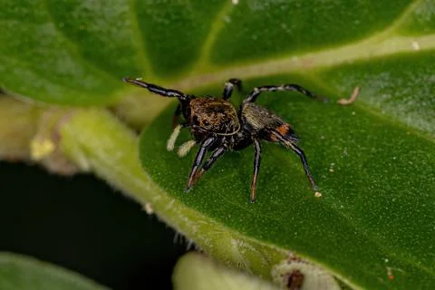 Small Jumping spider Stock Photos