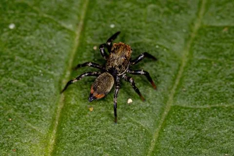 Small Jumping spider Stock Photos