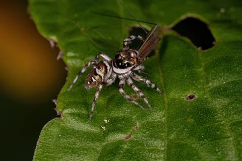 Small Jumping Spider Stock Photos