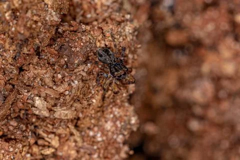 Small jumping spider Foto stock