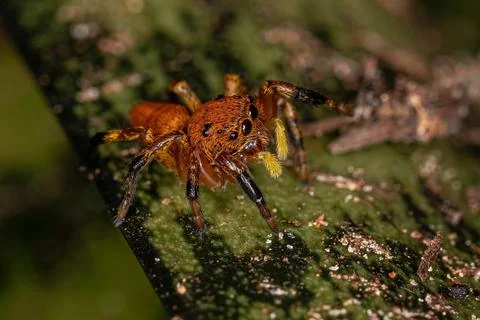 Small Jumping spider Foto stock
