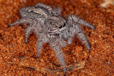 Small Jumping Spider Stock Photos
