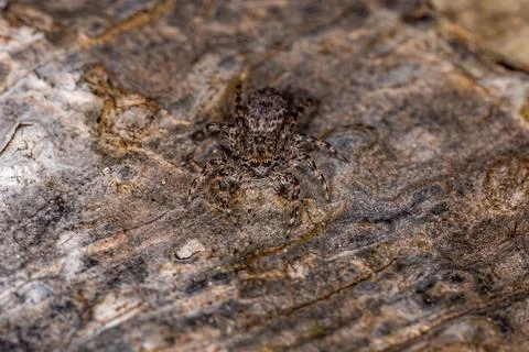 Small jumping spider Stock Photos