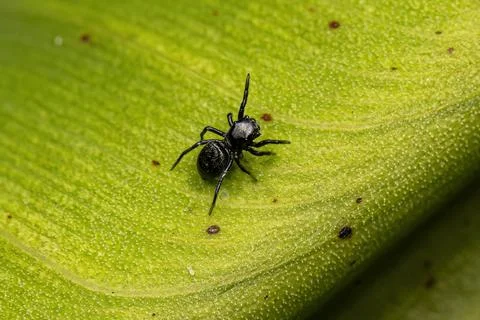 Small Jumping spider Stock Photos