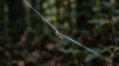Small jumping spider walking on thin silk thread in forest. Stock Photos