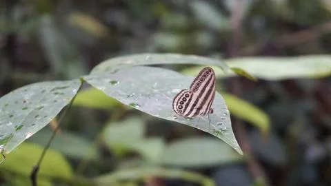 Small Jungle Butterfly on Leaf Stock Photos