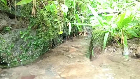 Small Jungle River Flowing Through Dense Tropical Vegetation Stock Footage 331864852