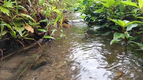 Small jungle stream flowing peacefully. Stock Footage 317613472