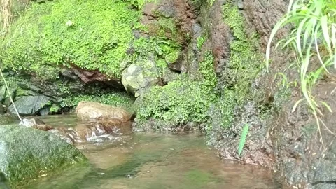 Small Jungle Stream Surrounded by Green Vegetation Stock Footage 330591966