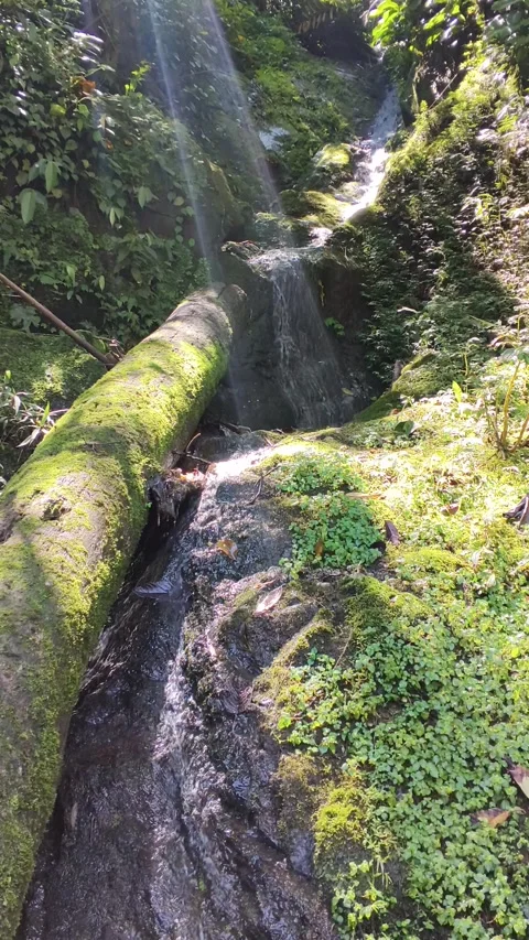 Small Jungle Waterfall Cutting Through Dense Greenery Stock Footage 313822707