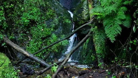 Small jungle waterfall flowing over mossy rocks Vídeo Stock 333695801