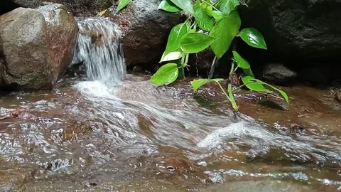 Small Jungle Waterfall Flowing Through Natural Forest Rocks Clear Water Stream Stock Footage 329779103
