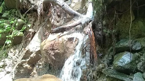 Small Jungle Waterfall with Roots and Rocks, Natural Forest Scene Stock Footage 330543272