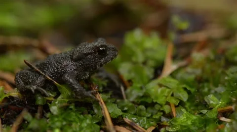 Small Junior Frog Jumping Stock Footage 41762218