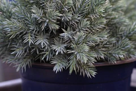 Small juniper Bush in a pot close-up Stock Photos