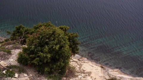 Small juniper tree against the background of the sea. Stockbeeldmateriaal 143830458
