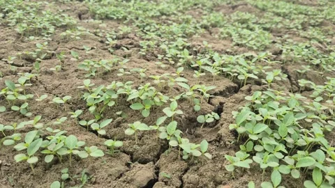 Small Jute Sprouts Emerging From Soil In Agriculture Field 库存影片 337661156