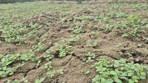 Small Jute Sprouts Emerging From Soil In Agriculture Field 库存影片 337661275