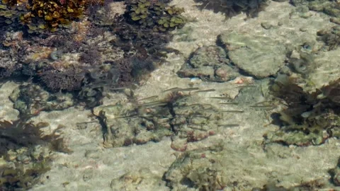 Small Juvenile Fish Moving Across a Sunlit Shallow Rocky Reef Stock Footage 342089397