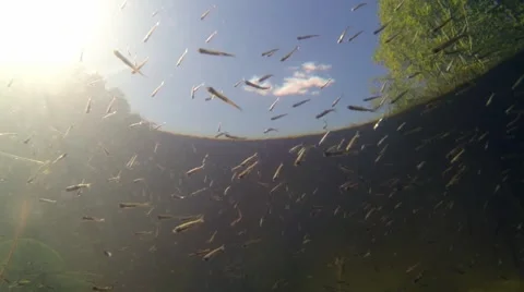 Small juvenile roach fish swimming near water surface with sky in the background Stock Footage 55306836