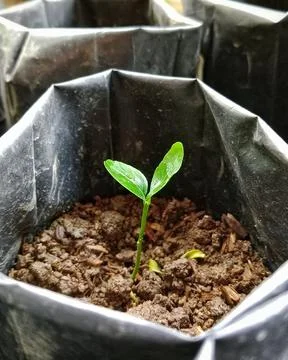 Small Kaffir Lime Seedling Sprouting in Nursery Polybag Stock Photos