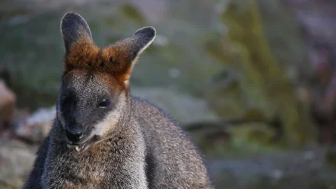 Small kangaroo eating Stock Footage 132471099