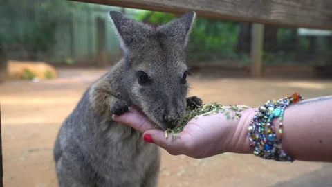 Small Kangaroo eating from hand - Brush tailed rock wallaby Stock Footage 76538205