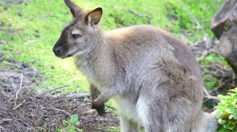 Small kangaroo eats Stock Footage 44651251