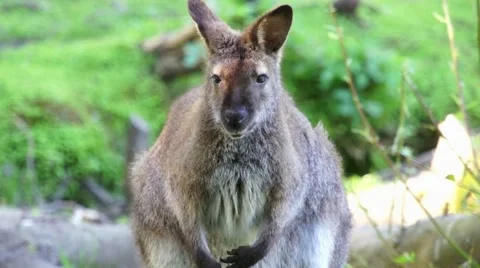 Small kangaroo eats Stock Footage 44651297