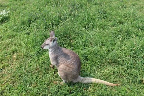 Small kangaroo in grass close up Stock Photos
