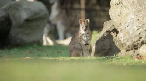 Small kangaroo looking into camera Video stock 19986078