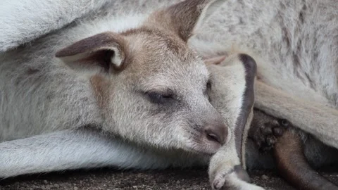 Small kangaroo naps close to mother 스톡 동영상 338010131
