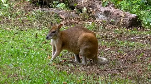 Small kangaroo sitting on ground  Stock Footage 93528634