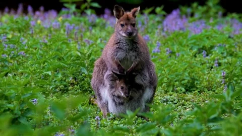 A small kangaroo standing in a field of flowers Stock Footage 278747443