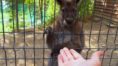 A small kangaroo in a zoo behind bars pulls its paws to a human male hand Stock Footage 142260824